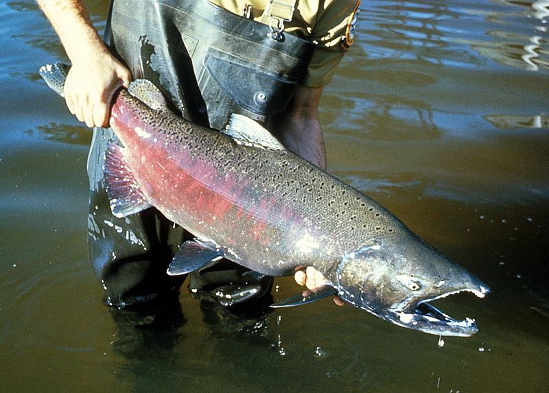 Chinook (King Salmon)